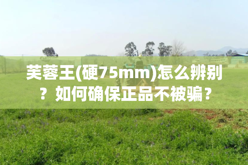 芙蓉王(硬75mm)怎么辨别？如何确保正品不被骗？
